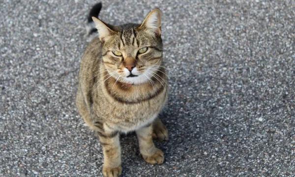 Gato Doméstico Andando Pela Rua — Fotografia de Stock