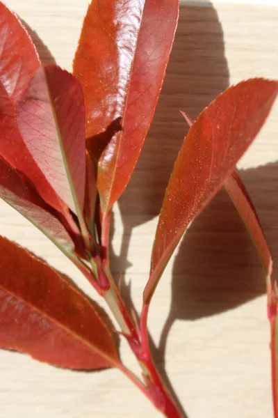 Feuilles Automne Colorées Sur Fond Bois — Photo