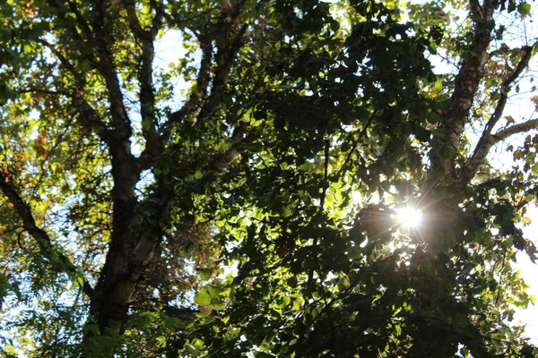 Primavera Está Chegando Parque — Fotografia de Stock