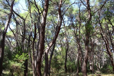Sonbaharda Evergreen Çam Ormanı