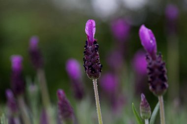 Bir tarlada yetişen lavantaya yakın.