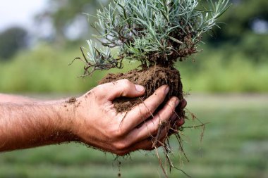 Erkek bir bahçıvanın elinde bir şişe lavanta.,