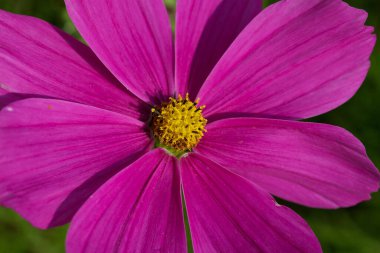 Kozmos Bipinnatus, sarı merkezli pembe çiçek.,
