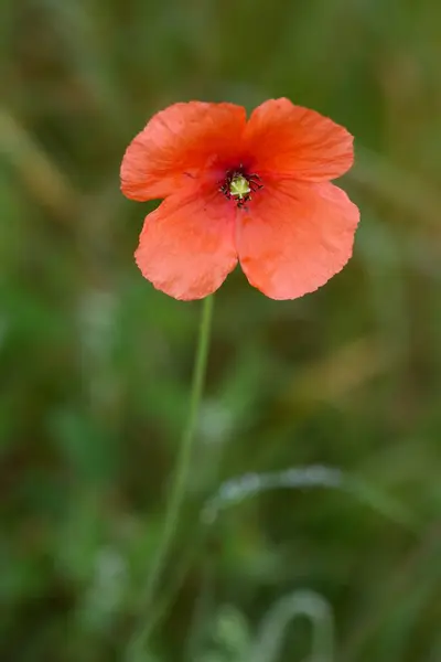 Närbild av en enda apelsinblomma i ett fält, — Stockfoto