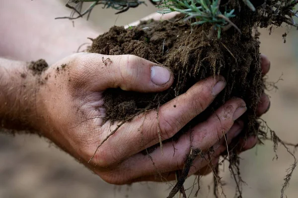 Erkek bir bahçıvanın elinde bir şişe lavanta.,