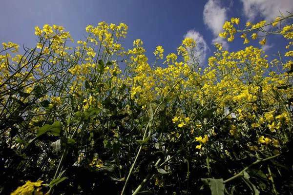 Oilseed and rapeseed plants close up with a blue sky — Stock Photo, Image