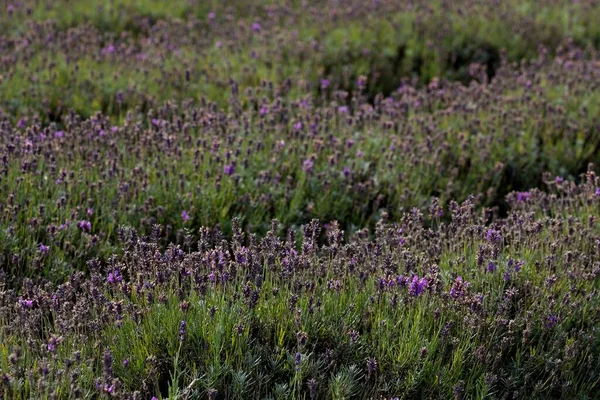 畑で育つラベンダーのクローズアップ — ストック写真