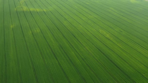 Bovenaanzicht van een groen en grijs veld in Wit-Rusland. Landbouw in Wit-Rusland.. — Stockvideo