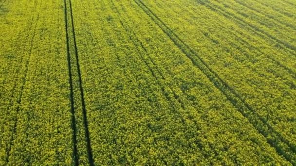 Άποψη ενός κίτρινου λιβαδιού στη Λευκορωσία, μια γεωργική περιοχή. αεροφωτογραφία. Ταπετσαρία άνοιξη. Η έννοια της ανάπτυξης του γεωργικού τομέα. — Αρχείο Βίντεο