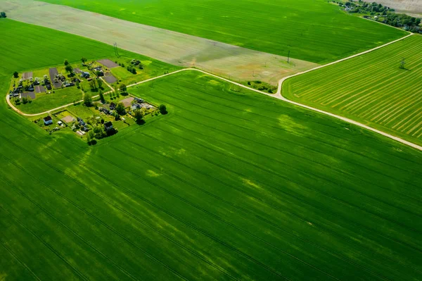 Vista Superior Campo Verde Sembrado Pequeño Pueblo Bielorrusia Campos Agrícolas — Foto de Stock