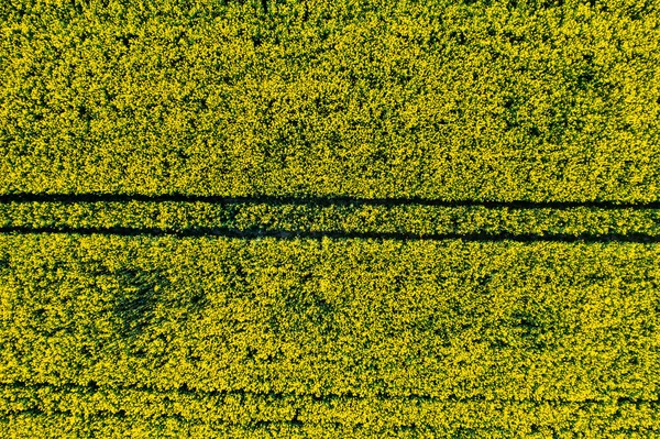 農業地帯のベラルーシの黄色い菜種畑の上からの眺めです 空中写真 春の壁紙 農業部門の発展の概念 — ストック写真