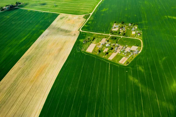 Vista Superior Campo Verde Sembrado Pequeño Pueblo Bielorrusia Campos Agrícolas — Foto de Stock