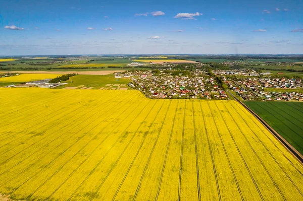 Top view of the yellow rapeseed field and the village. A sown field of rapeseed in Belarus.The village is a field of rapeseed.