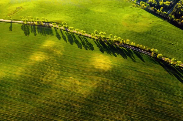 Uma Visão Panorâmica Campo Verde Uma Estrada Europa Natureza Belarus — Fotografia de Stock