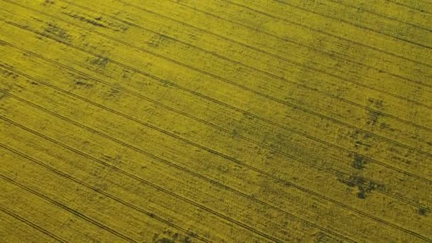 Blick von oben auf ein gelbes Rapsfeld in Weißrussland, einem landwirtschaftlichen Gebiet. Luftaufnahmen. Frühling Tapete. Das Konzept der Entwicklung des Agrarsektors. — Stockvideo
