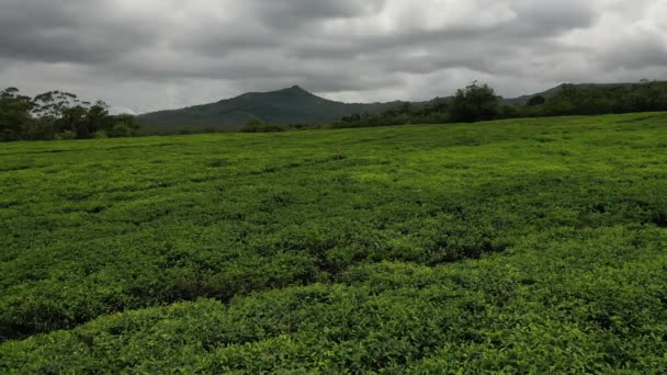 Mauritius adasındaki çay tarlası. — Stok video