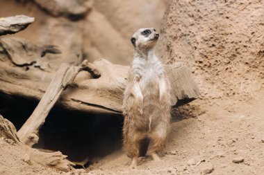 Suricata arka ayakları üzerinde duruyor Ioro Park, Puerto de La Cruz, Santa Cruz de Tenerife, Kanarya Adaları, İspanya.