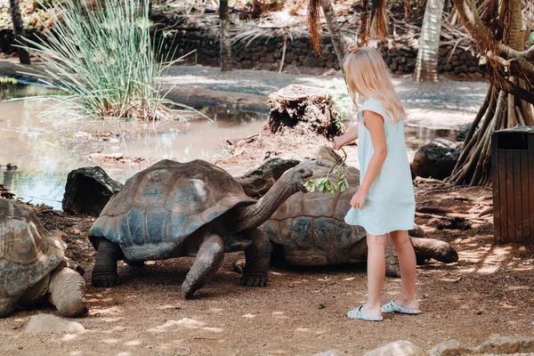 モーリシャスの楽しい家族のエンターテイメント モーリシャス島の動物園で巨大なカメに餌をやる女の子 — ストック写真