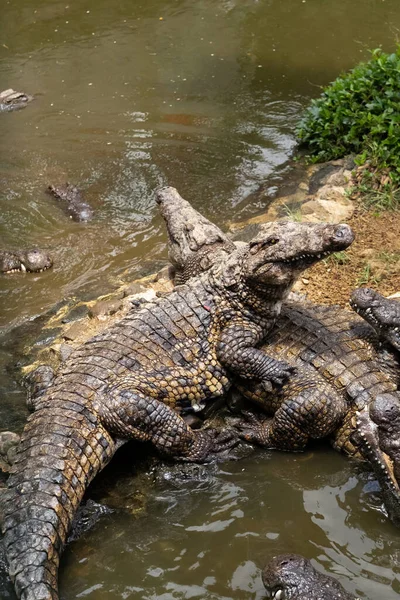 Krokodýlí Park Ostrově Mauricius Přírodní Park Vanilla Krokodýli — Stock fotografie