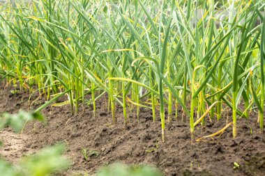 Sebze bahçesinde soğan çiftliği. Köyün bahçesinde yeşil soğanlar yetişiyor..