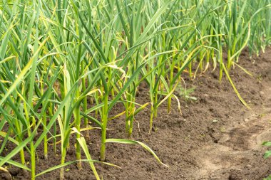 Sebze bahçesinde soğan çiftliği. Köyün bahçesinde yeşil soğanlar yetişiyor..