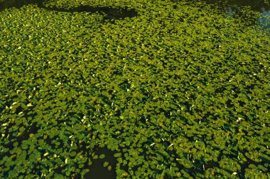 Şehrin Loshitsa Parkı 'ndaki Svisloch nehrinin üst manzarası. Gün batımında zambaklarla birlikte. Belarus' un güzel doğası.