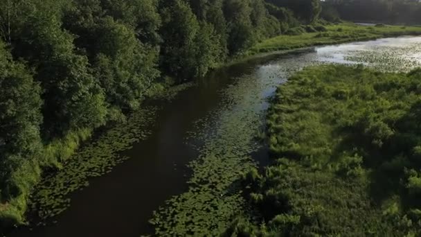 Vue de dessus de la rivière Svisloch dans le parc des villes Loshitsa avec des lis au coucher du soleil.Belle nature de la Biélorussie.