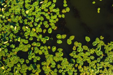 Loshitsa Parkı 'ndaki Svisloch nehrinin en üst manzarası. Gün batımında zambaklarla birlikte. Belarus' un güzel doğası..