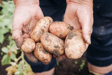 Yaşlı bir kadının elleri yeni açılmış bir patatesi ellerinde tutuyor. Büyükanne elinde yeni bir patates tutuyor..