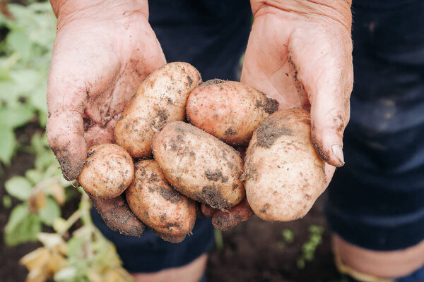 An old woman's hands hold a freshly opened potato in her hands.Grandma holds a new potato in her hands.