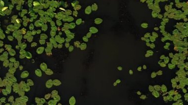 Loshitsa Parkı 'ndaki Svisloch nehrinin en üst manzarası. Gün batımında zambaklarla birlikte. Belarus' un güzel doğası..