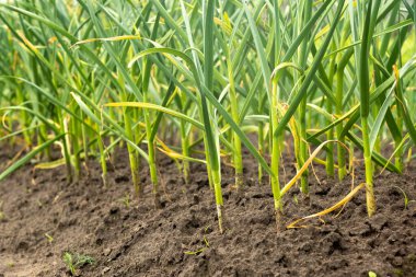 Sebze bahçesinde soğan çiftliği. Köyün bahçesinde yeşil soğanlar yetişiyor..