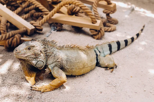 Una Iguana Una Reserva Isla Mauricio Una Iguana Lagarto Grande —  Fotos de Stock