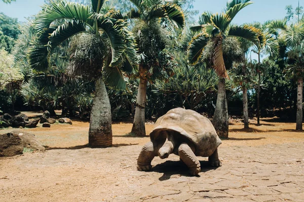 Tartarugas Gigantes Dipsochelys Gigantea Parque Tropical Ilha Maurício Oceano Índico — Fotografia de Stock