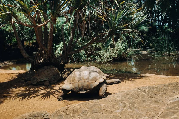 Obří Želvy Dipsochelys Gigantea Tropickém Parku Ostrově Mauricius Indickém Oceánu — Stock fotografie