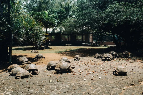 巨大なカメは インド洋のモーリシャス島の熱帯公園でディプソケリス ギガンティーを食べる — ストック写真