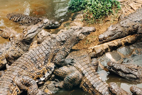 Парк Крокодила Острове Маврикий Природный Парк Vanilla Крокодилы — стоковое фото