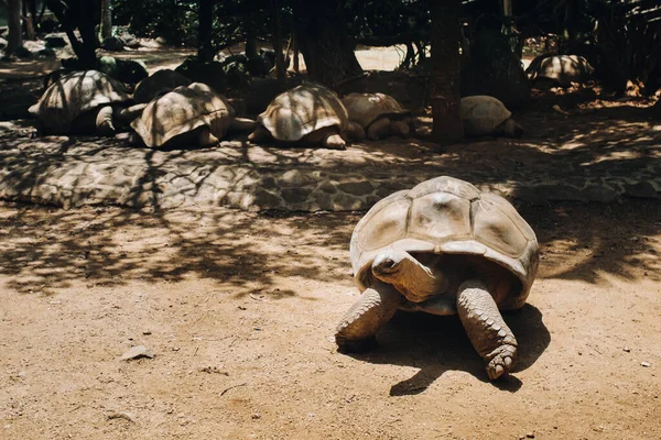 Reuzenschildpadden Dipsochelys Gigantea Een Tropisch Park Het Eiland Mauritius Indische — Stockfoto