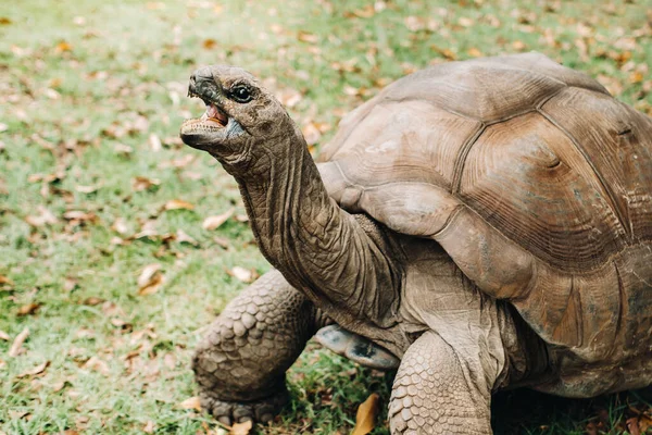 Riesenschildkröten Dipsochelys Gigantea Einem Tropischen Park Auf Der Insel Mauritius — Stockfoto