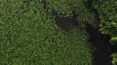 Loshitsa Parkı 'ndaki Svisloch nehrinin en üst manzarası. Gün batımında zambaklarla birlikte. Belarus' un güzel doğası..