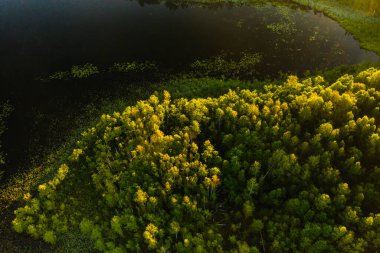 Bolta Gölü 'nün Braslav Gölü Ulusal Parkı' ndaki ormandaki en güzel manzarası. Belarus 'un en güzel yeri. Göl kenarında bir ada.