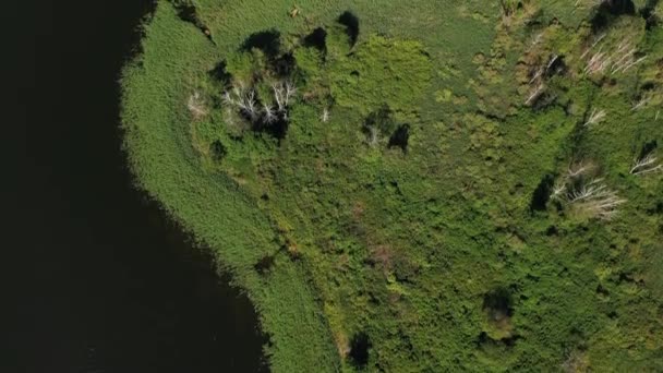 Vista dall'alto del lago Drivyaty nel parco nazionale dei laghi Braslav, i laghi più belli della Bielorussia. Un'isola nel lago.Bielorussia. — Video Stock