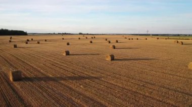Mavi bulutlu bir gökyüzü olan tarlalarda saman balyaları. Avrupa 'da balyalarla hasat edilen tarlalar. Belarus.