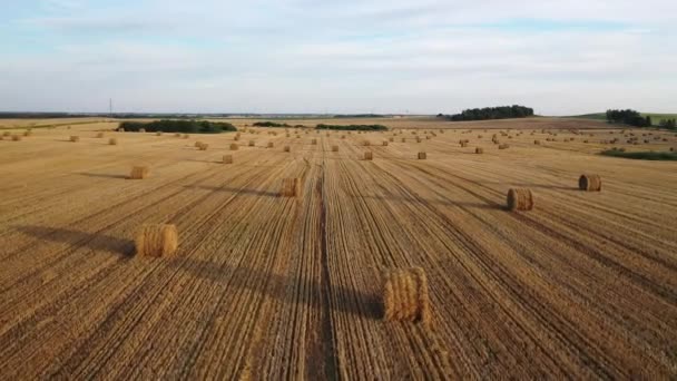 Halmbalar på jordbruksmark med en blå molnig himmel. Skördade fält med balar i Europa.Skörde.Vitryssland — Stockvideo