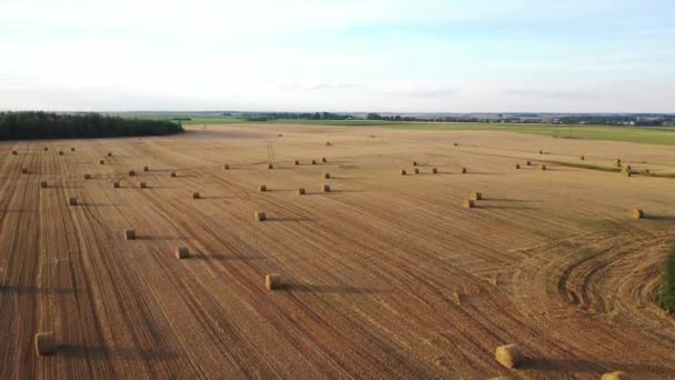 Strohballen auf Ackerland mit blauem Wolkenhimmel. Getreidefeld mit Ballen in Europa. Ernte. Weißrussland — Stockvideo