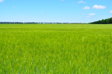 Baharda olgunlaşan arpalarla dolu bir çiftçi tarlası.