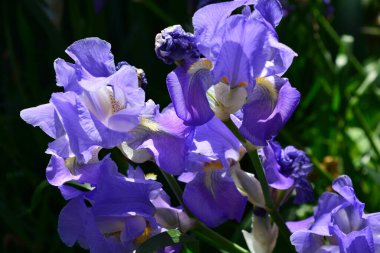 Yazın ön bahçede çiçek açan mor dekoratif çiçekler.