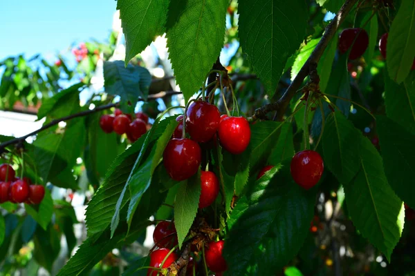 Fruits Cerises Rouges Mûres Dans Jardin Été — Photo