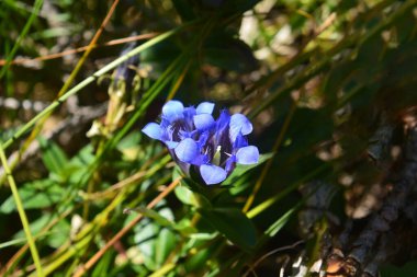 Dağlık arazideki çimlerde büyüyen tek bir Mor çiçek