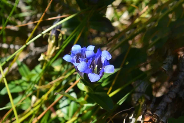 Dağlık arazideki çimlerde büyüyen tek bir Mor çiçek